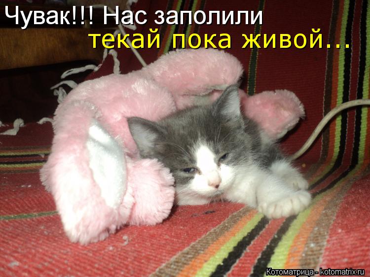 Чувак!!! Нас заполили текай пока живой...... Котоматрица: Чувак!!! Нас заполили текай пока живой...