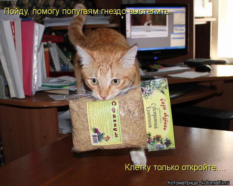 Клетку только откройте.... Пойду, помогу попугаям гнездо выстелить.... Котоматрица: Клетку только откройте.... Пойду, помогу попугаям гнездо выстелить.