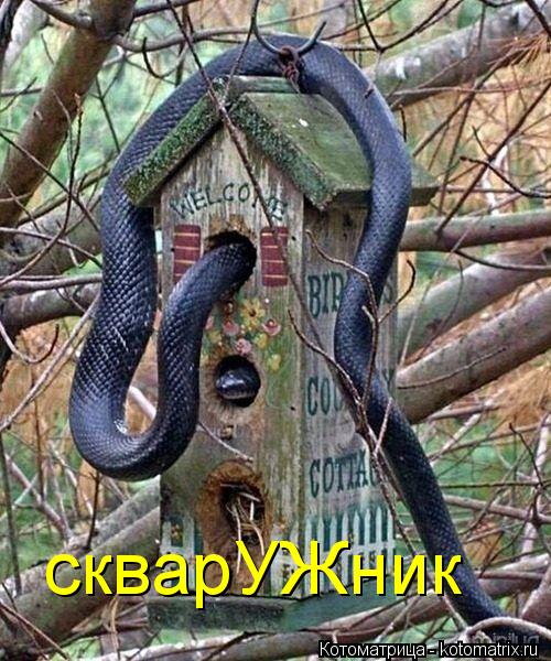 скварУЖник... Котоматрица: скварУЖник