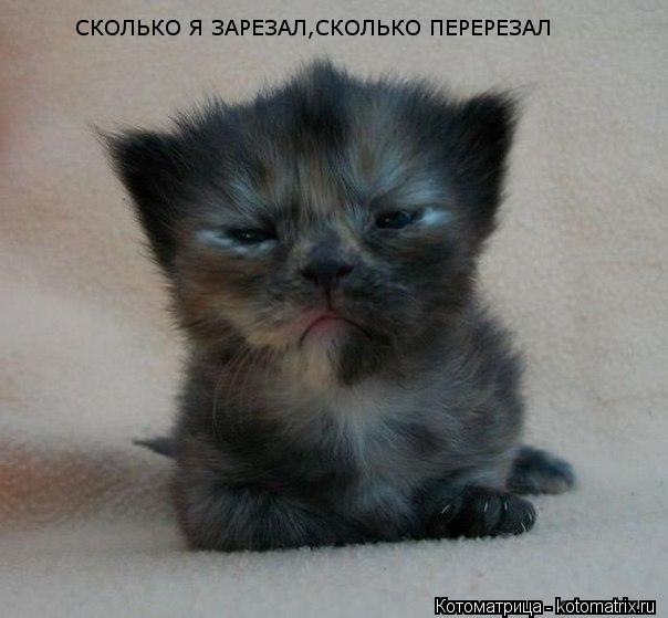 СКОЛЬКО Я ЗАРЕЗАЛ,СКОЛЬКО ПЕРЕРЕЗАЛ... Котоматрица: СКОЛЬКО Я ЗАРЕЗАЛ,СКОЛЬКО ПЕРЕРЕЗАЛ