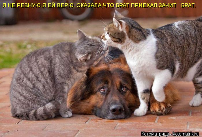 Я НЕ РЕВНУЮ.Я ЕЙ ВЕРЮ. СКАЗАЛА,ЧТО БРАТ ПРИЕХАЛ.ЗАЧИТ БРАТ.... Котоматрица: Я НЕ РЕВНУЮ.Я ЕЙ ВЕРЮ. СКАЗАЛА,ЧТО БРАТ ПРИЕХАЛ.ЗАЧИТ БРАТ.