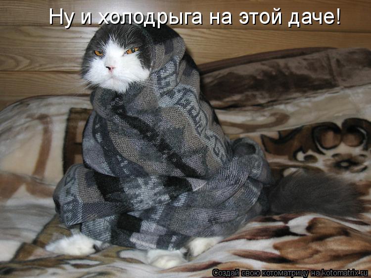 Ну и холодрыга на этой даче!... Котоматрица: Ну и холодрыга на этой даче!
