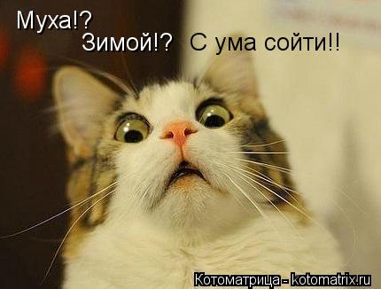 Муха!? Зимой!? С ума сойти!!... Котоматрица: Муха!? Зимой!? С ума сойти!!