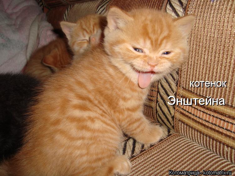 котенок Энштейна... Котоматрица: котенок Энштейна