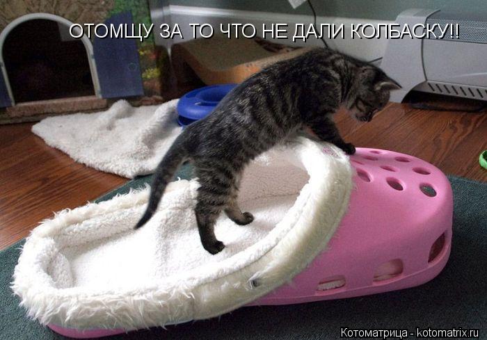 ОТОМЩУ ЗА ТО ЧТО НЕ ДАЛИ КОЛБАСКУ!!... Котоматрица: ОТОМЩУ ЗА ТО ЧТО НЕ ДАЛИ КОЛБАСКУ!!