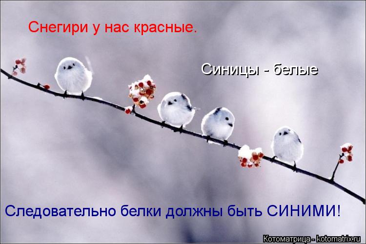 Снегири у нас красные. Синицы - белые Следовательно белки должны быть СИНИМИ!... Котоматрица: Снегири у нас красные. Синицы - белые Следовательно белки должны быть СИНИМИ!