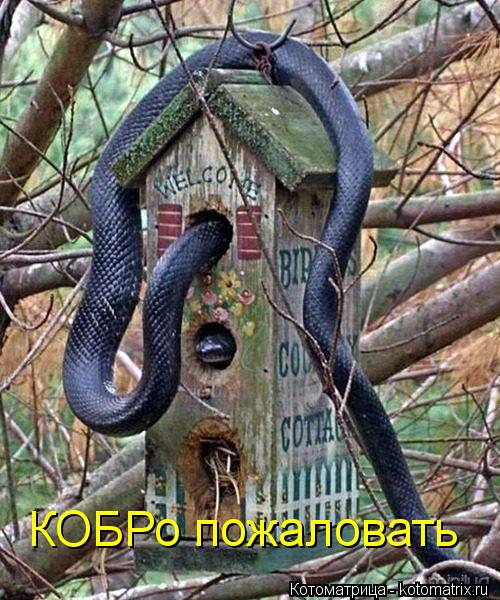 КОБРо пожаловать... Котоматрица: КОБРо пожаловать