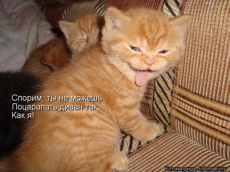 Спорим, ты не можешь Поцарапать диван так, Как я!... Котоматрица: Спорим, ты не можешь Поцарапать диван так, Как я!