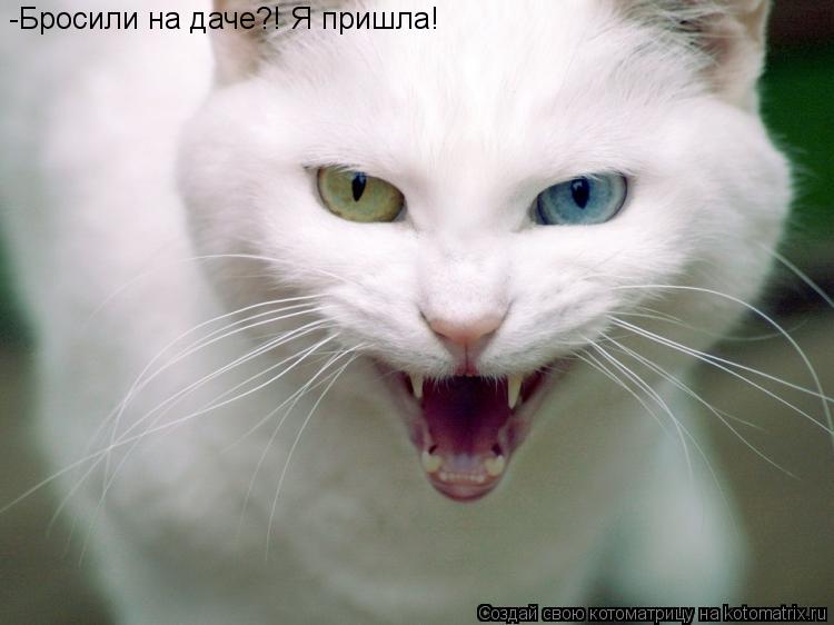 -Бросили на даче?! Я пришла!... Котоматрица: -Бросили на даче?! Я пришла!