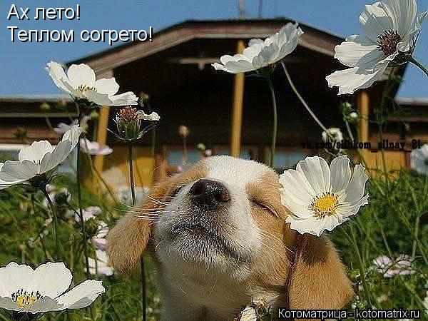 Ах лето! Теплом согрето!... Котоматрица: Ах лето! Теплом согрето!