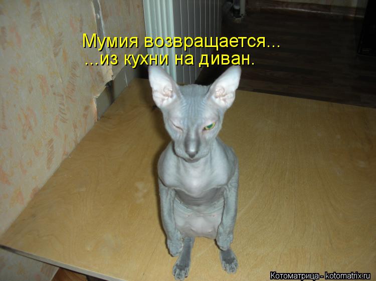 Мумия возвращается... ...из кухни на диван.... Котоматрица: Мумия возвращается... ...из кухни на диван.