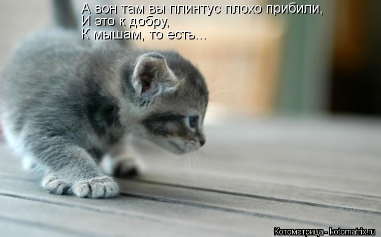 А вон там вы плинтус плохо прибили, И это к добру, К мышам, то есть...... Котоматрица: А вон там вы плинтус плохо прибили, И это к добру, К мышам, то есть...