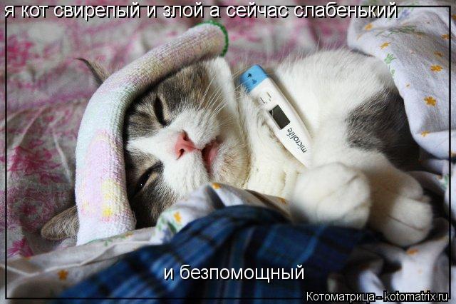 я кот свирепый и злой а сейчас слабенький и безпомощный я кот свирепый и злой а сейчас слабенький... Котоматрица: я кот свирепый и злой а сейчас слабенький и безпомощный я кот свирепый и злой а сейчас слабенький