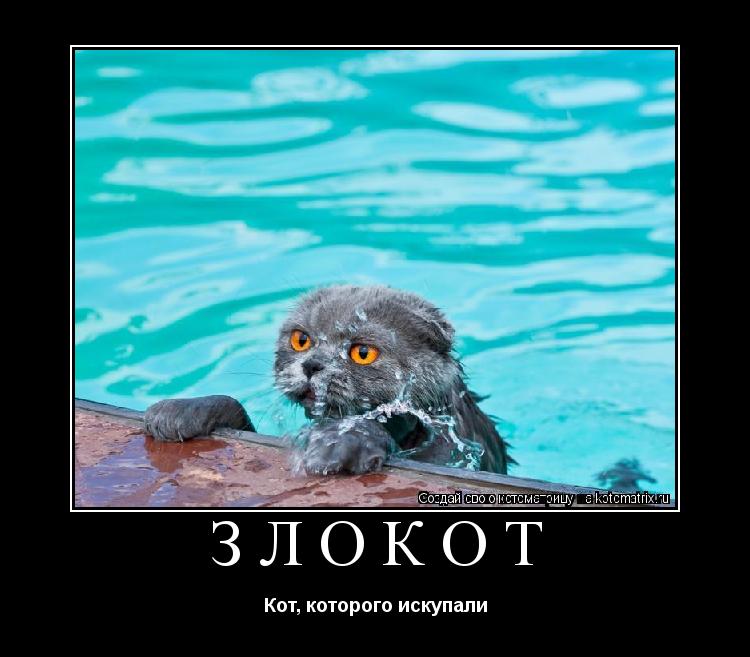 ЗЛОКОТ Кот, которого искупали... Котоматрица: ЗЛОКОТ Кот, которого искупали