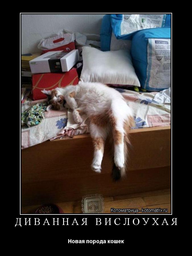 ДИВАННАЯ ВИСЛОУХАЯ Новая порода кошек... Котоматрица: ДИВАННАЯ ВИСЛОУХАЯ Новая порода кошек