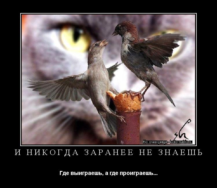 И НИКОГДА ЗАРАНЕЕ НЕ ЗНАЕШЬ Где выиграешь, а где проиграешь...... Котоматрица: И НИКОГДА ЗАРАНЕЕ НЕ ЗНАЕШЬ Где выиграешь, а где проиграешь...