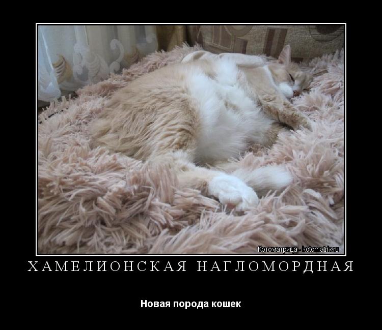 ХАМЕЛИОНСКАЯ НАГЛОМОРДНАЯ Новая порода кошек... Котоматрица: ХАМЕЛИОНСКАЯ НАГЛОМОРДНАЯ Новая порода кошек