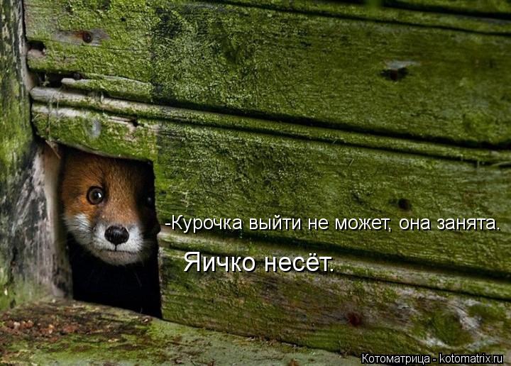 -Курочка выйти не может, она занята. Яичко несёт.... Котоматрица: -Курочка выйти не может, она занята. Яичко несёт.