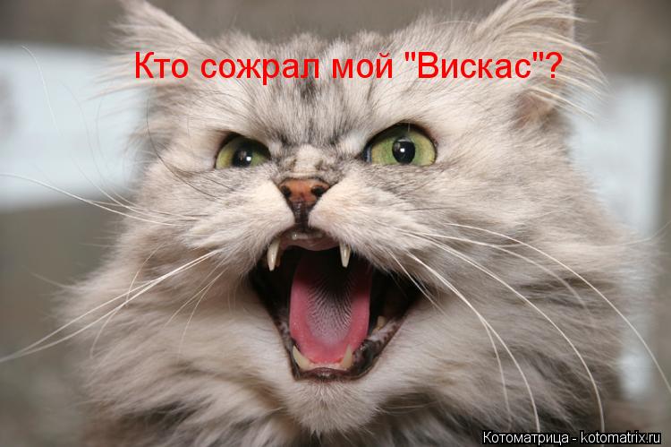 Кто сожрал мой "Вискас"?... Котоматрица: Кто сожрал мой "Вискас"?
