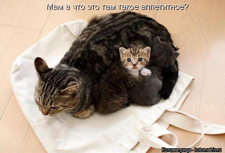 Мам а что это там такое аппетитное?... Котоматрица: Мам а что это там такое аппетитное?
