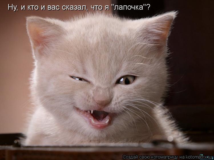 Ну, и кто и вас сказал, что я "лапочка"?... Котоматрица: Ну, и кто и вас сказал, что я "лапочка"?
