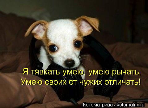 Я тявкать умею, умею рычать, Умею своих от чужих отличать!... Котоматрица: Я тявкать умею, умею рычать, Умею своих от чужих отличать!