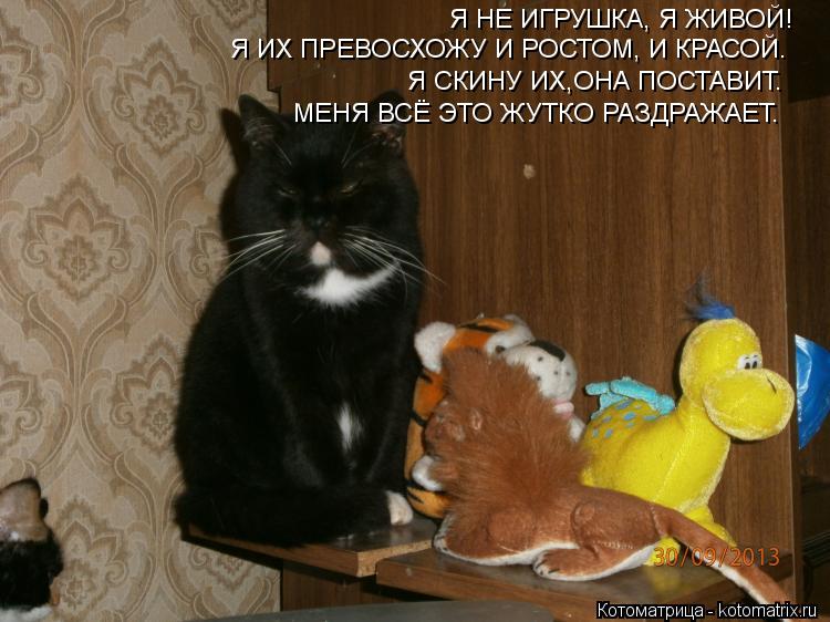 Я НЕ ИГРУШКА, Я ЖИВОЙ! Я ИХ ПРЕВОСХОЖУ И РОСТОМ, И КРАСОЙ. Я СКИНУ ИХ,ОНА ПОСТАВИТ. МЕНЯ ВСЁ ЭТО ЖУТК... Котоматрица: Я НЕ ИГРУШКА, Я ЖИВОЙ! Я ИХ ПРЕВОСХОЖУ И РОСТОМ, И КРАСОЙ. Я СКИНУ ИХ,ОНА ПОСТАВИТ. МЕНЯ ВСЁ ЭТО ЖУТКО РАЗДРАЖАЕТ.