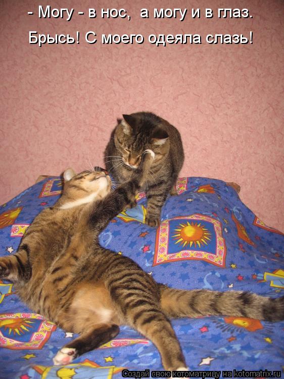 Котоматрица: Брысь! С моего одеяла слазь! - Могу - в нос,  а могу и в глаз.