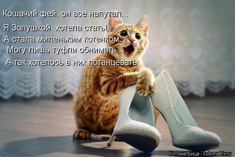 Кошачий фей, он все напутал... Я Золушкой хотела стать! А стала миленьким котенком... Могу лишь туфл... Котоматрица: Кошачий фей, он все напутал... Я Золушкой хотела стать! А стала миленьким котенком... Могу лишь туфли обнимать... А так хотелось в них потанцев