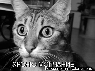 ХРОНЮ МОЛЧАНИЕ... Котоматрица: ХРОНЮ МОЛЧАНИЕ