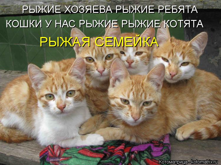 РЫЖИЕ ХОЗЯЕВА РЫЖИЕ РЕБЯТА КОШКИ У НАС РЫЖИЕ РЫЖИЕ КОТЯТА РЫЖАЯ СЕМЕЙКА... Котоматрица: РЫЖИЕ ХОЗЯЕВА РЫЖИЕ РЕБЯТА КОШКИ У НАС РЫЖИЕ РЫЖИЕ КОТЯТА РЫЖАЯ СЕМЕЙКА
