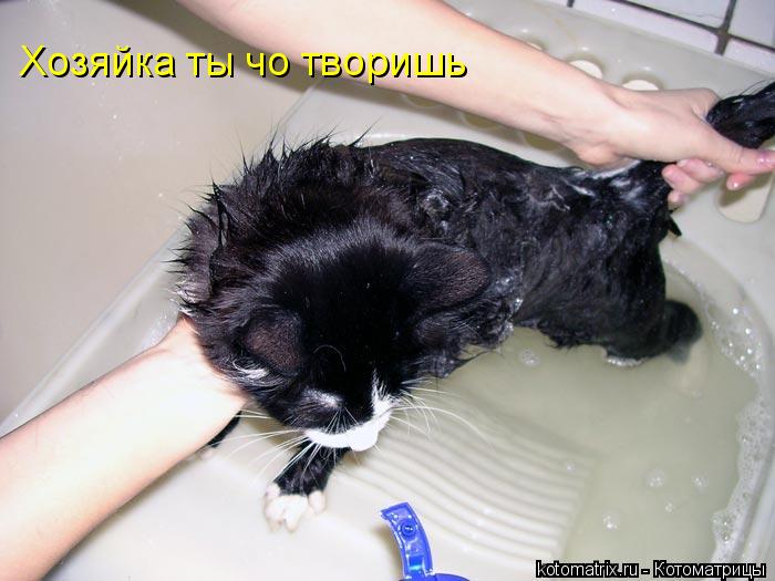 Котоматрица: Хозяйка ты чо творишь