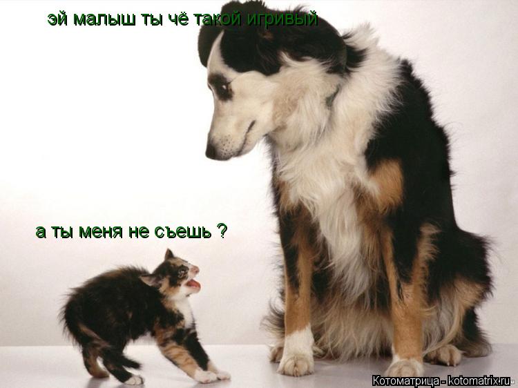 эй малыш ты чё такой игривый а ты меня не съешь ?... Котоматрица: эй малыш ты чё такой игривый а ты меня не съешь ?