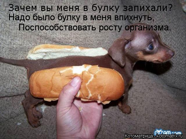 Зачем вы меня в булку запихали? Надо было булку в меня впихнуть, Поспособствовать росту организма... Котоматрица: Зачем вы меня в булку запихали? Надо было булку в меня впихнуть, Поспособствовать росту организма.