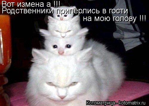 Котоматрица: Вот измена а !!! Родственники припёрлись в гости на мою голову !!!