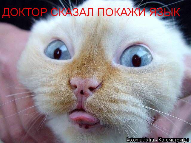 ДОКТОР СКАЗАЛ ПОКАЖИ ЯЗЫК... Котоматрица: ДОКТОР СКАЗАЛ ПОКАЖИ ЯЗЫК