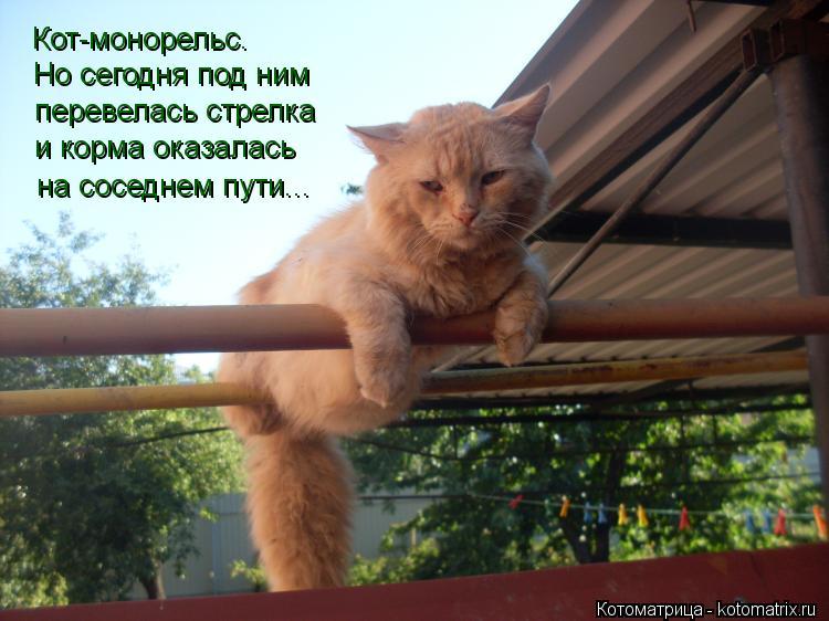 Котоматрица: Кот-монорельс. Но сегодня под ним перевелась стрелка и корма оказалась на соседнем пути...