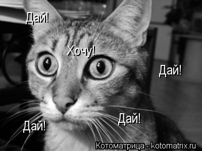 Дай! Дай! Дай! Дай! Хочу!... Котоматрица: Дай! Дай! Дай! Дай! Хочу!