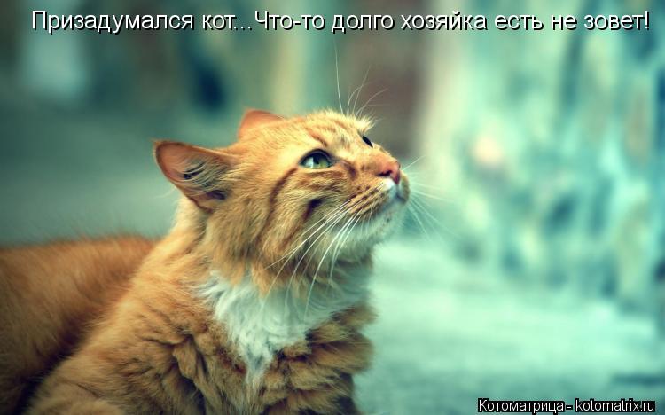 Призадумался кот...Что-то долго хозяйка есть не зовет!... Котоматрица: Призадумался кот...Что-то долго хозяйка есть не зовет!