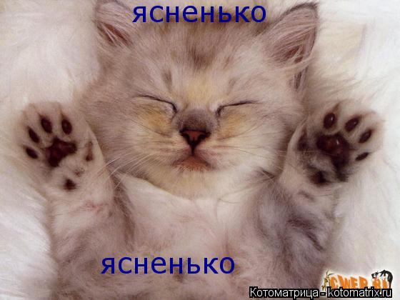 ясненько ясненько... Котоматрица: ясненько ясненько
