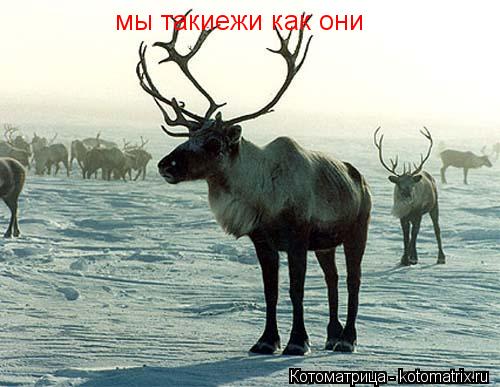 мы такиежи как они... Котоматрица: мы такиежи как они