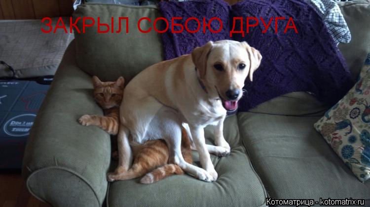 ЗАКРЫЛ СОБОЮ ДРУГА... Котоматрица: ЗАКРЫЛ СОБОЮ ДРУГА