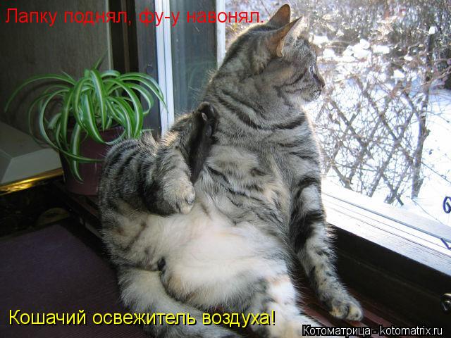 Лапку поднял, фу-у навонял. Кошачий освежитель воздуха!... Котоматрица: Лапку поднял, фу-у навонял. Кошачий освежитель воздуха!