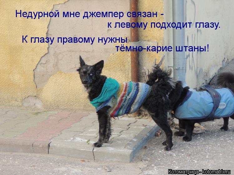 Недурной мне джемпер связан - к левому подходит глазу. К глазу правому нужны тёмно-карие штаны!... Котоматрица: Недурной мне джемпер связан - к левому подходит глазу. К глазу правому нужны тёмно-карие штаны!