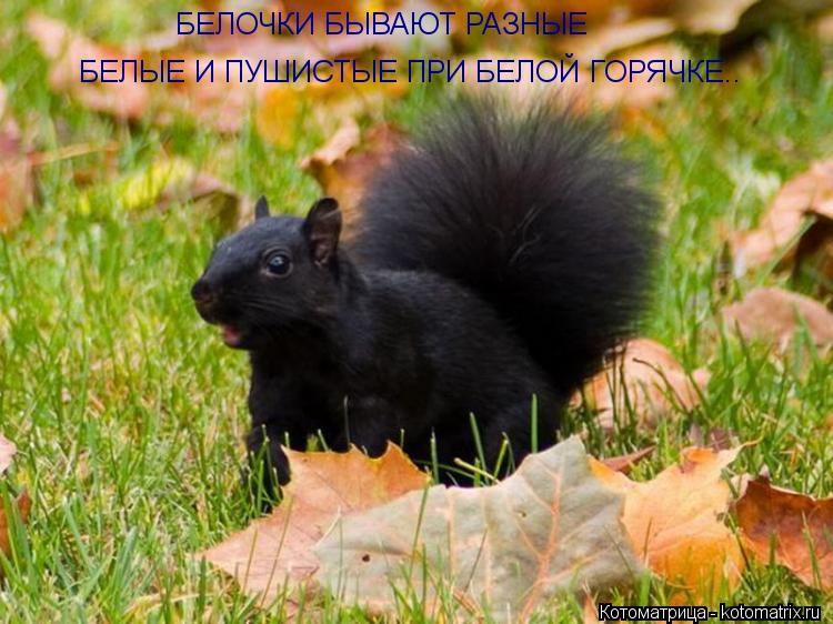 Котоматрица: БЕЛОЧКИ БЫВАЮТ РАЗНЫЕ БЕЛЫЕ И ПУШИСТЫЕ ПРИ БЕЛОЙ ГОРЯЧКЕ..