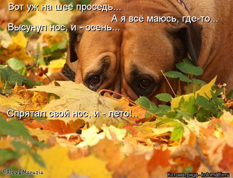 Вот уж на шее проседь... А я всё маюсь, где-то... Высунул нос, и - осень... Спрятал свой нос, и - лет... Котоматрица: Вот уж на шее проседь... А я всё маюсь, где-то... Высунул нос, и - осень... Спрятал свой нос, и - лето!..