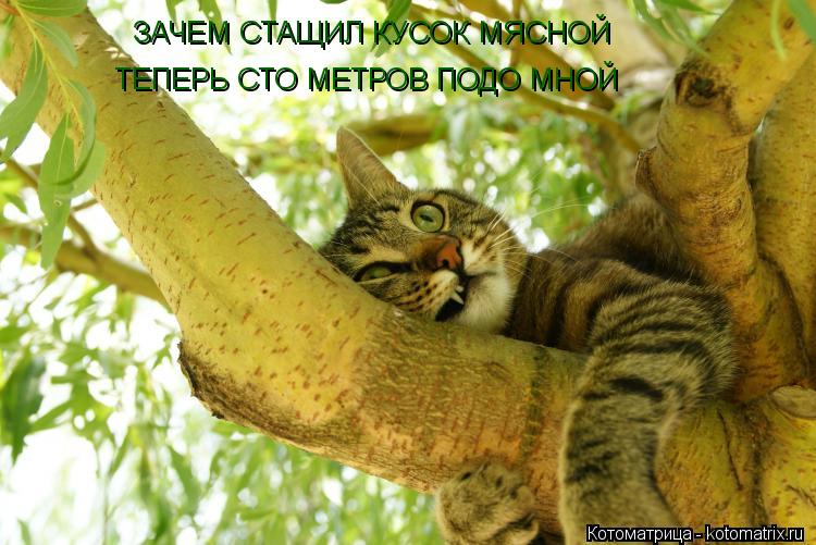 ЗАЧЕМ СТАЩИЛ КУСОК МЯСНОЙ ТЕПЕРЬ СТО МЕТРОВ ПОДО МНОЙ... Котоматрица: ЗАЧЕМ СТАЩИЛ КУСОК МЯСНОЙ ТЕПЕРЬ СТО МЕТРОВ ПОДО МНОЙ