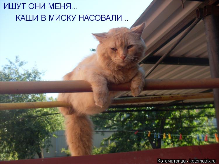Котоматрица: ИЩУТ ОНИ МЕНЯ... КАШИ В МИСКУ НАСОВАЛИ...