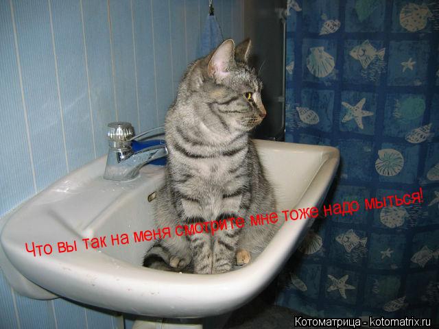 Что вы так на меня смотрите мне тоже надо мыться!... Котоматрица: Что вы так на меня смотрите мне тоже надо мыться!
