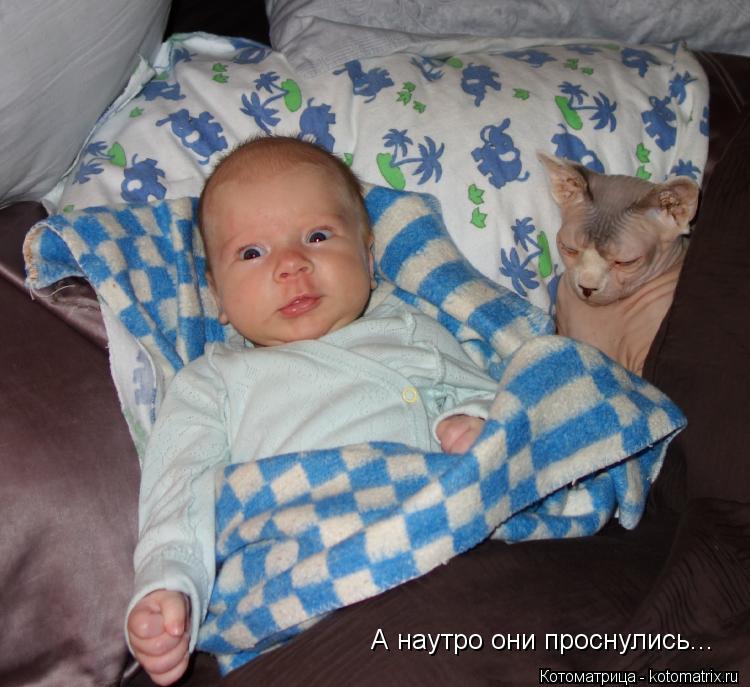 А наутро они проснулись...... Котоматрица: А наутро они проснулись...